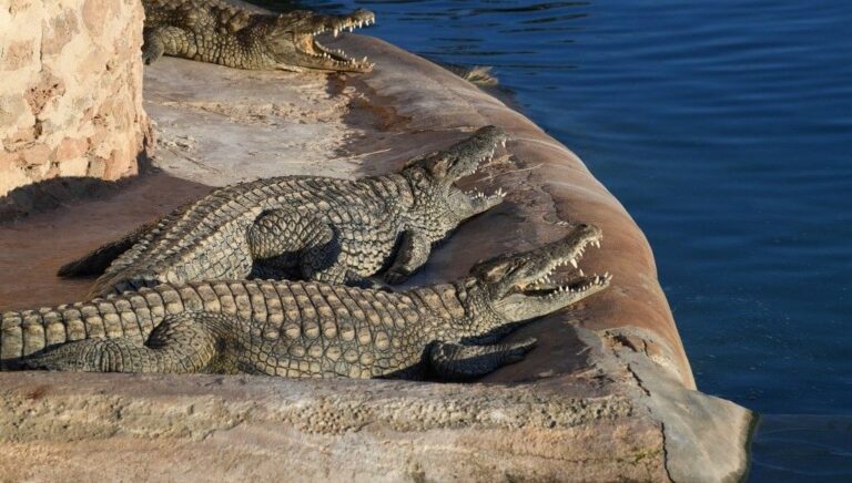 duygusal destek hayvani olarak timsah gezdiren adama yasak zYKezLA4