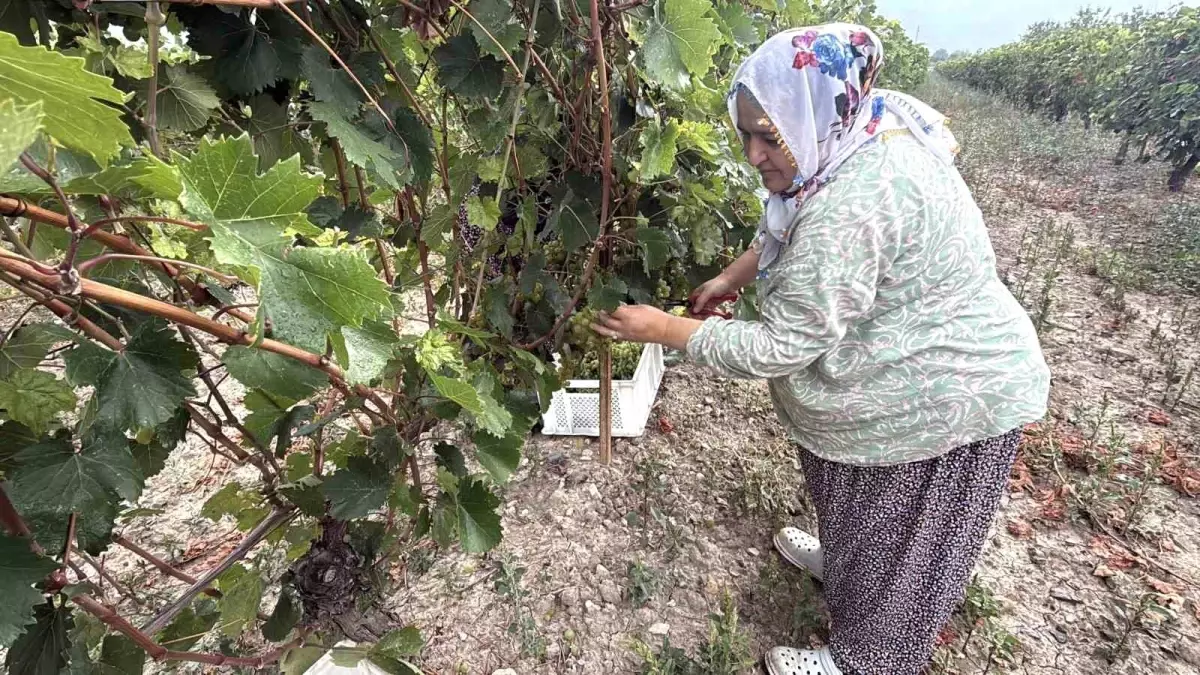 narince uzum hasadi basladi rekolte yuzde 80 dustu AzesBB26