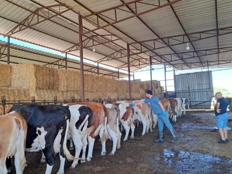 nazillide sap asilamasi devam ediyor qwnw75t1