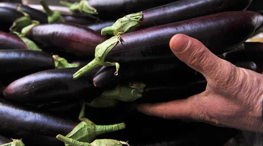 patlican sapini sakin cope atmayin suda kaynatip 1 bardak icerseniz TQRgqpRd