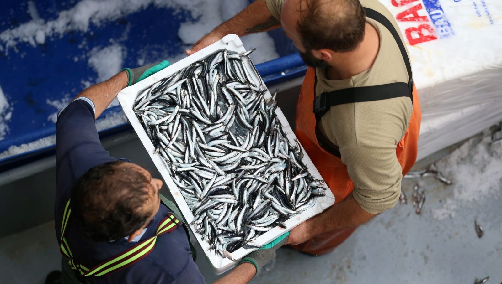 trabzonda hamsi bollugu 125Kj86L