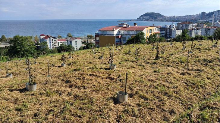 findikta rekolte artiracak calisma jLtmfPuY.jpg