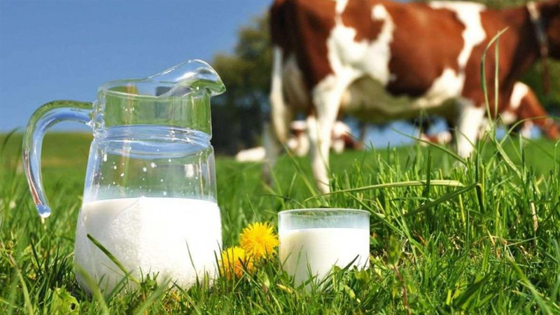 inekler kesime gidiyor uretim daraliyor sute zam mi gelecek fatqGNcN.jpg