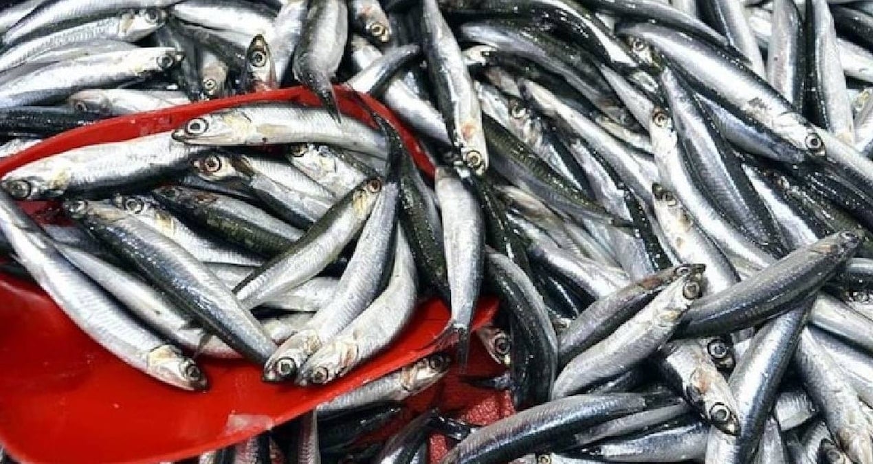 sinopta balikci tezgahlari doldu 150 liradan satiliyor hVrj2tAR