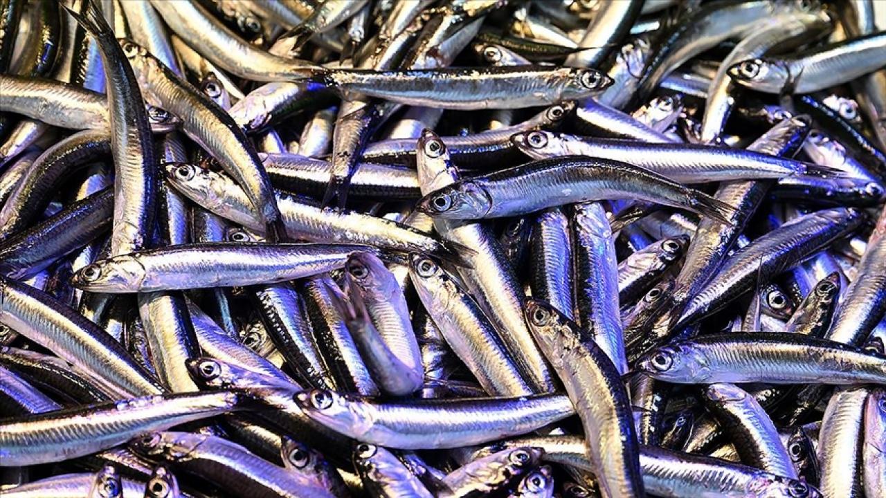 trabzonda hamsinin kilogrami 200 liradan satiliyor RMbe4iQ4