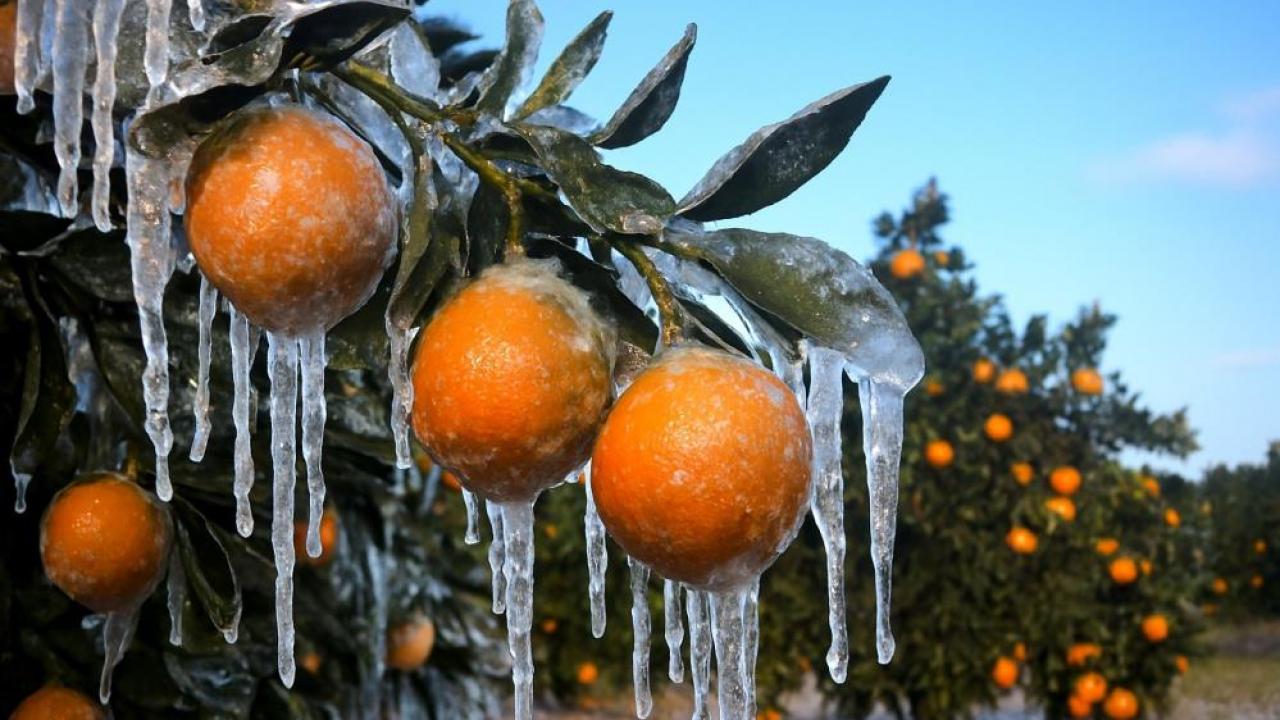 zirai dondan etkilenen ureticilere 17 milyar lira yeni destek odemesi zEbSMu3v.jpg