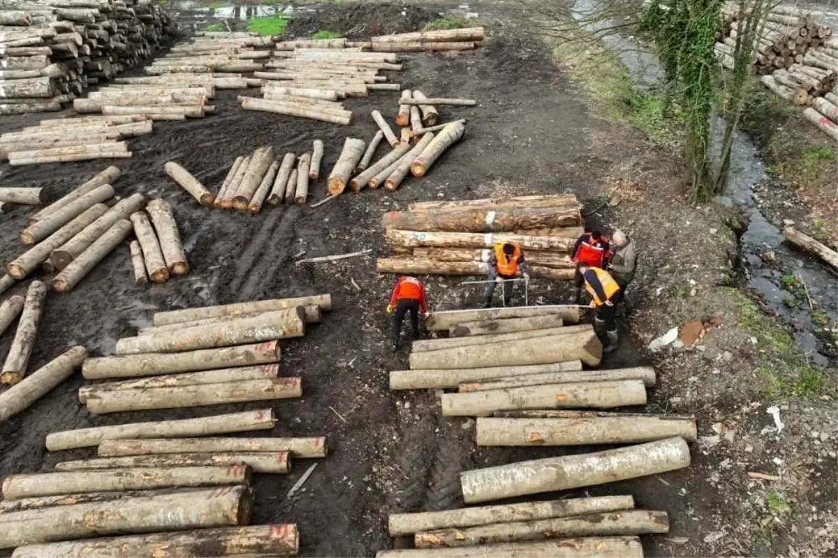 Düzce’de Orman Ürünleri İhracatı Artışta