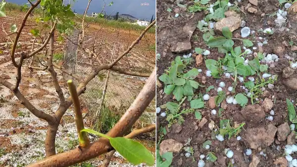 Gaziantep’te Fırtına ve Dolu, Tarım Ürünlerini Olumsuz Etkiledi